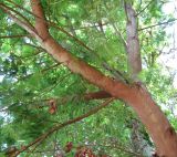Acacia dealbata. Часть дерева. Абхазия, Гудаутский р-н, Мюссерский лесной массив. 19.06.2012.