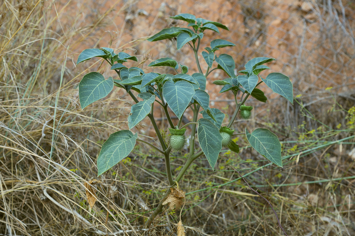 Изображение особи Datura innoxia.