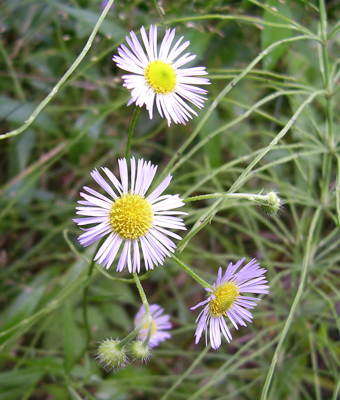 Изображение особи Erigeron annuus ssp. lilacinus.