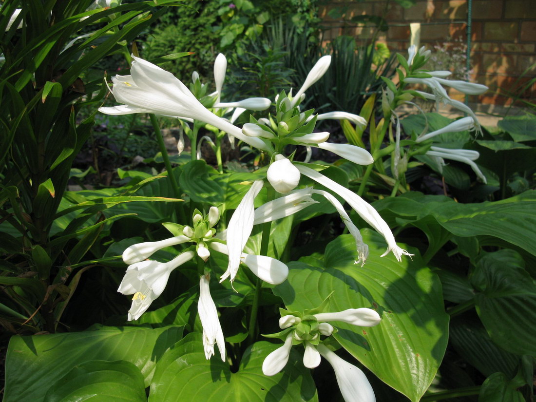 Image of Hosta plantaginea specimen.