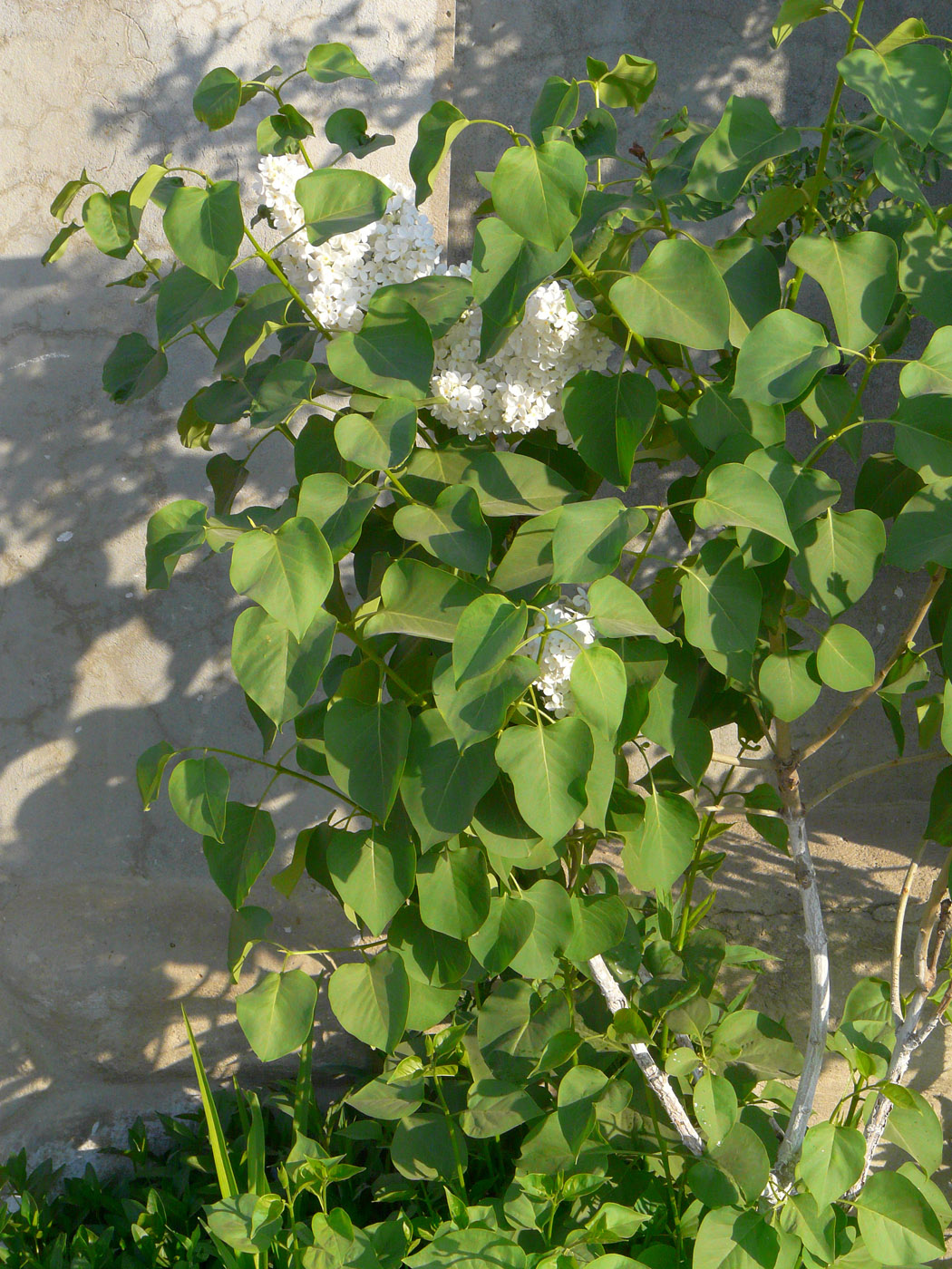 Image of Syringa vulgaris specimen.