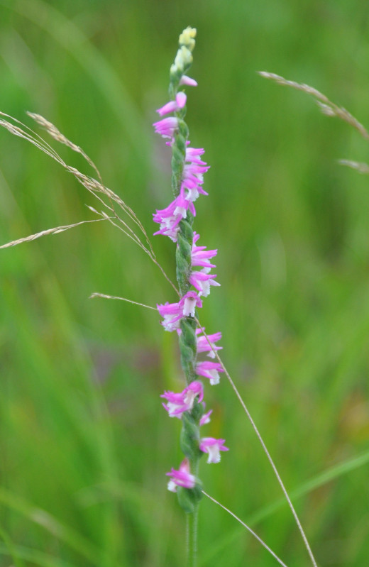 Image of Spiranthes australis specimen.