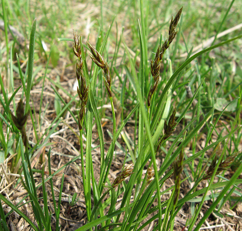 Изображение особи Carex leporina.