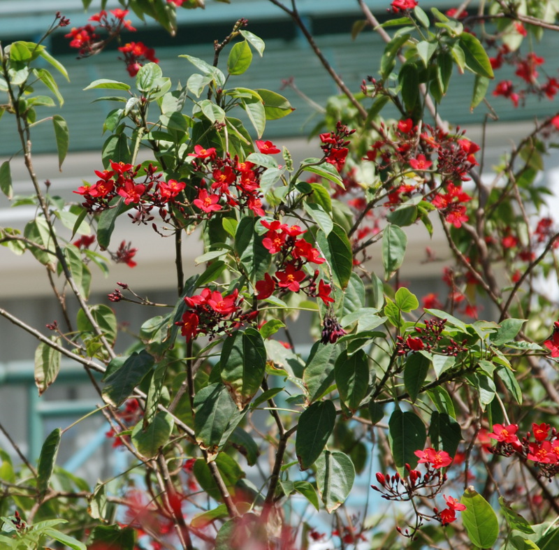 Image of Jatropha integerrima specimen.