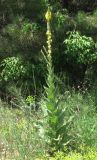 Verbascum densiflorum. Цветущее растение. Украина, г. Запорожье, о-в Хортица, недалеко от железной дороги. 18.06.2010.