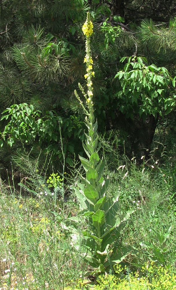 Image of Verbascum densiflorum specimen.