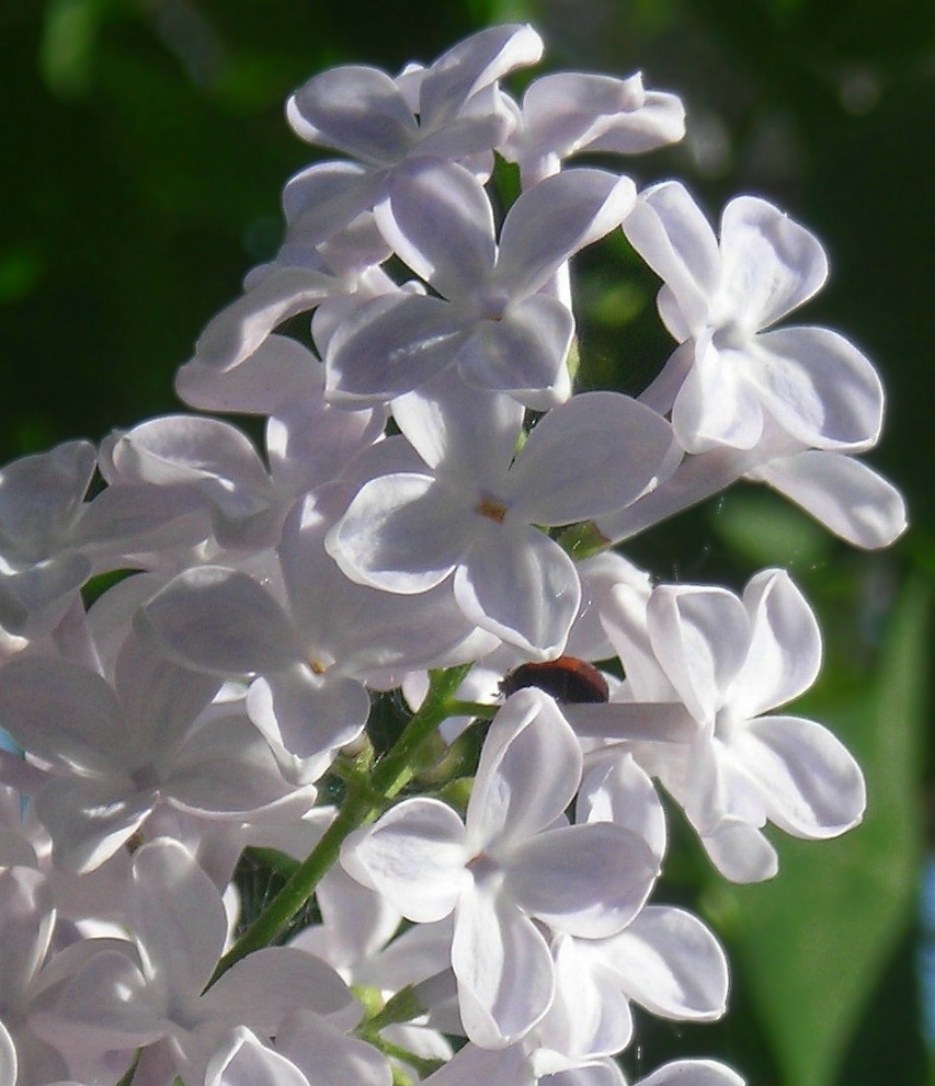 Image of Syringa vulgaris specimen.