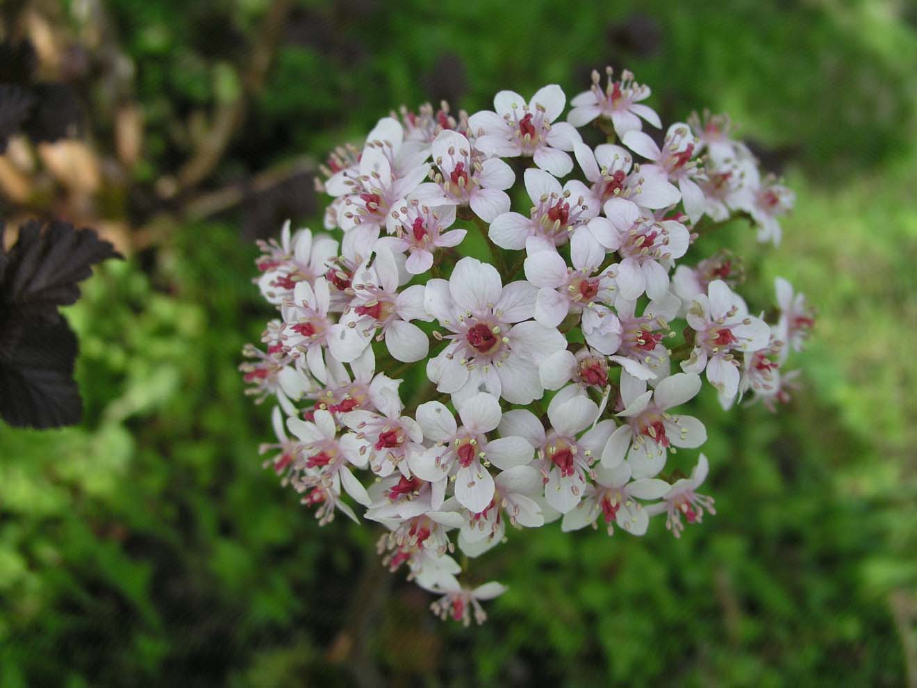 Изображение особи Darmera peltata.