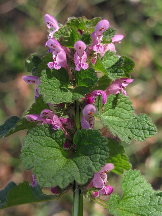 Изображение особи Lamium purpureum.