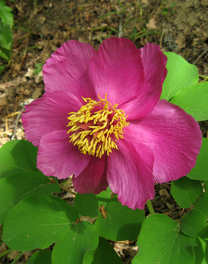 Изображение особи Paeonia daurica.