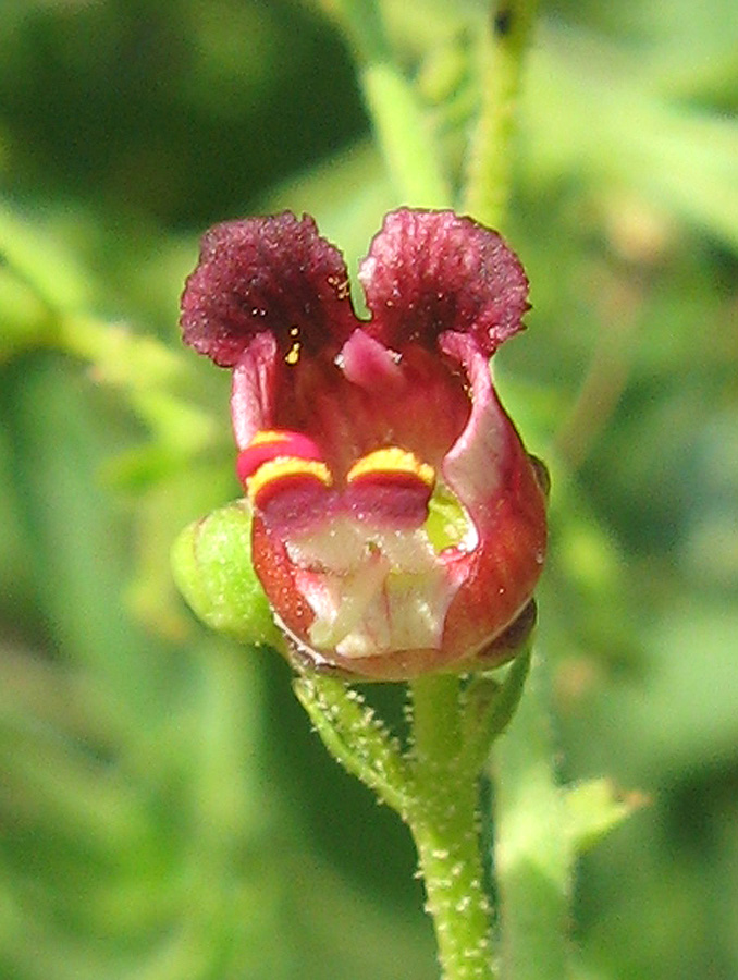 Image of Scrophularia rupestris specimen.