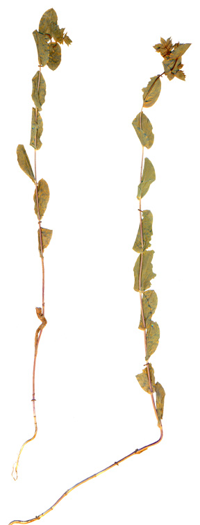 Image of Bupleurum rotundifolium specimen.