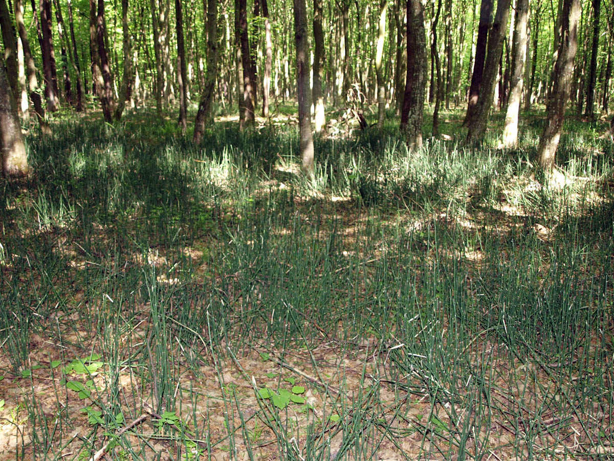 Изображение особи Equisetum hyemale.