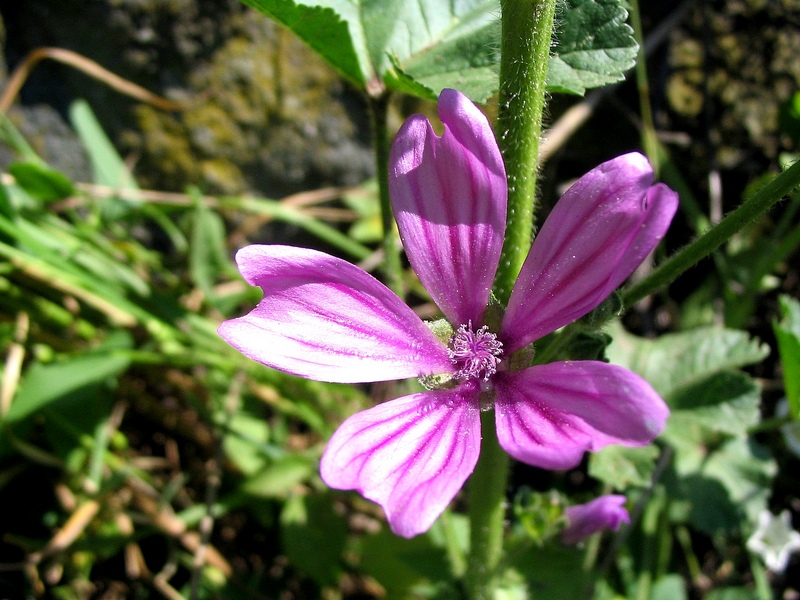 Image of Malva sylvestris specimen.