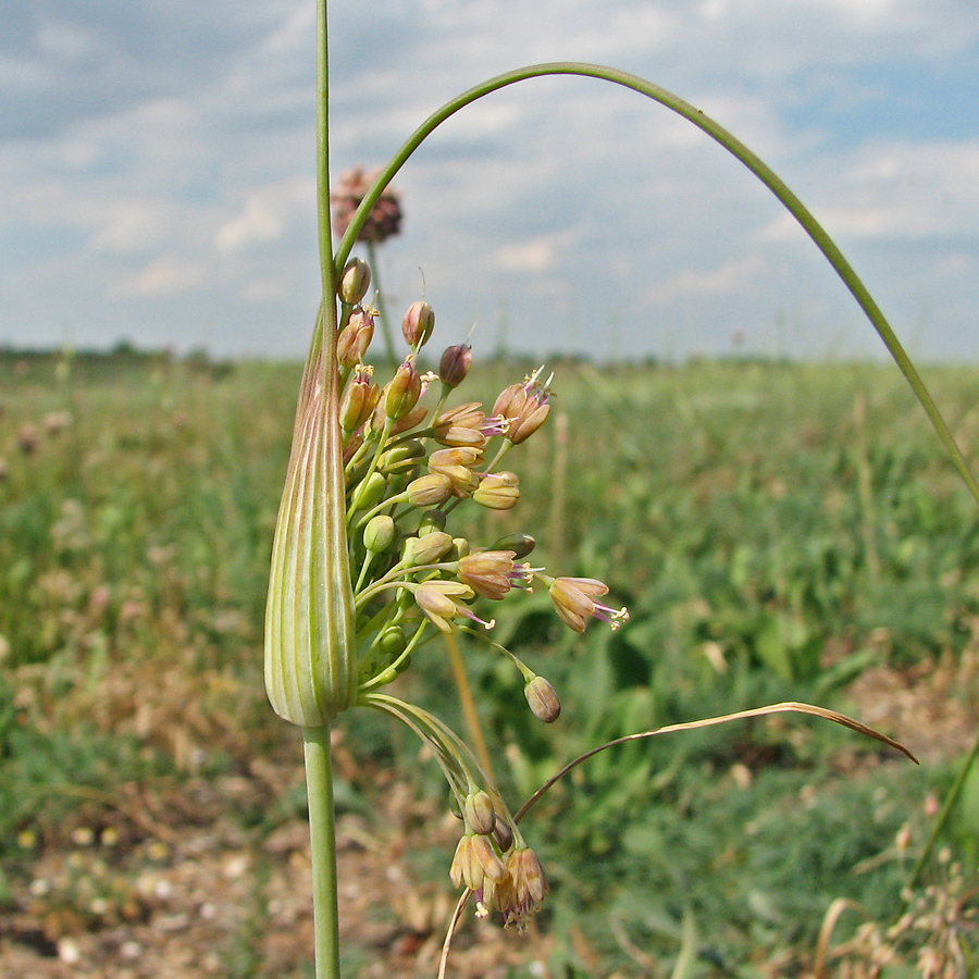 Изображение особи Allium paczoskianum.