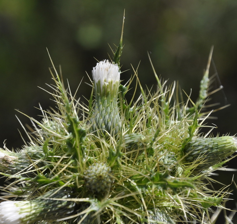 Image of Cirsium candelabrum specimen.