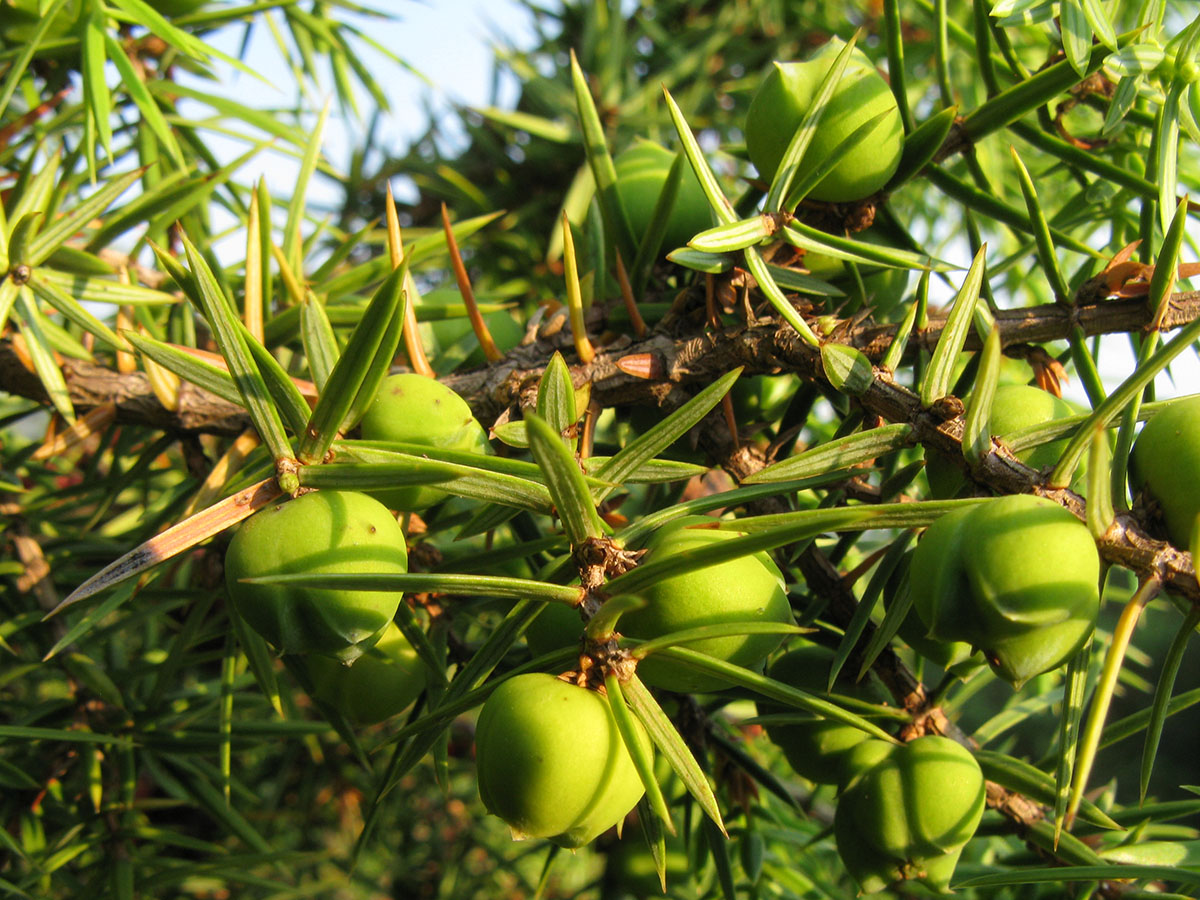 Изображение особи Juniperus deltoides.