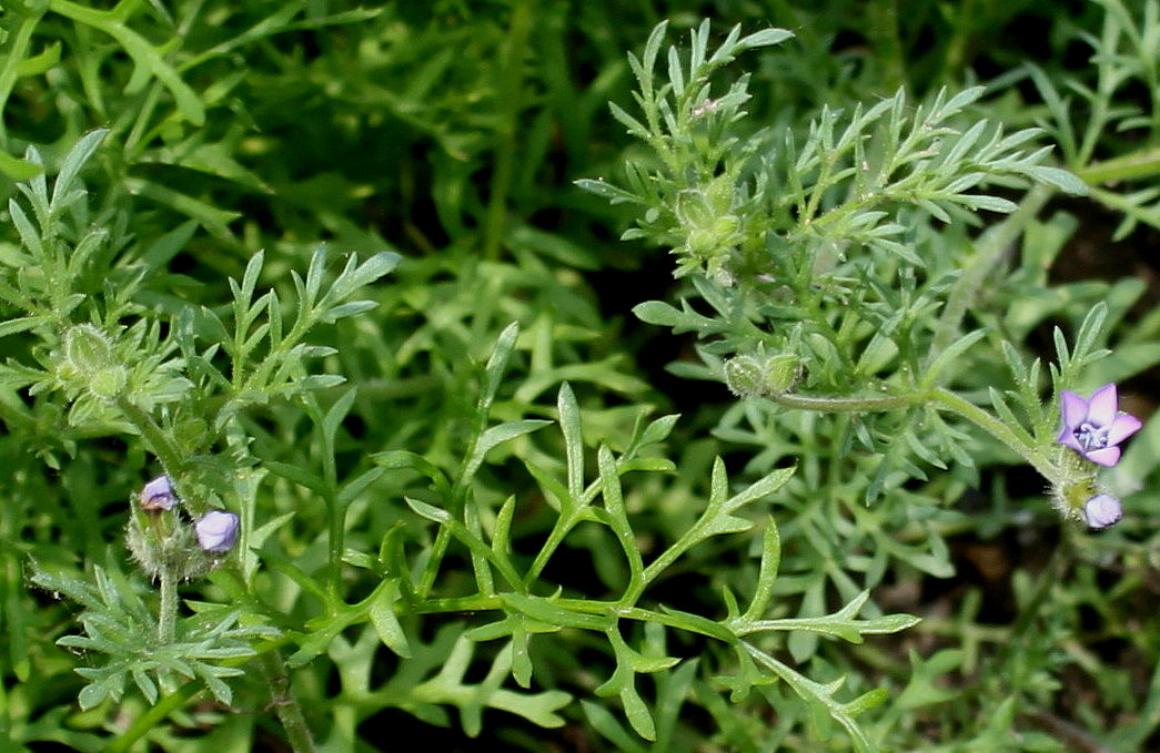 Изображение особи Gilia achilleifolia.