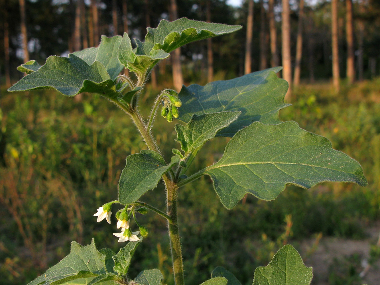 Image of Solanum nigrum ssp. schultesii specimen.