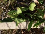 Centaurea adpressa