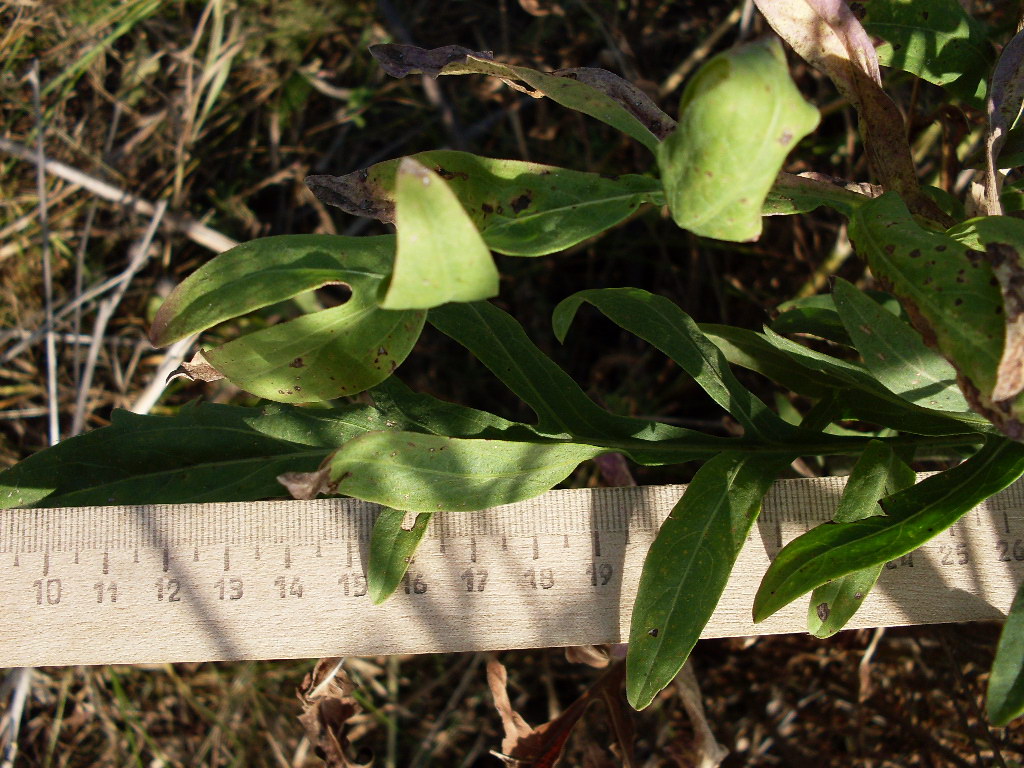 Image of Centaurea adpressa specimen.