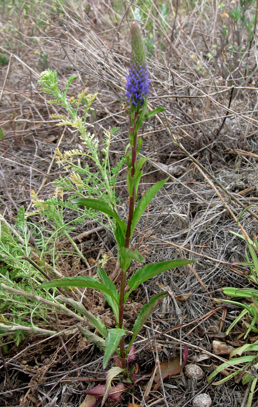 Image of Veronica spicata specimen.