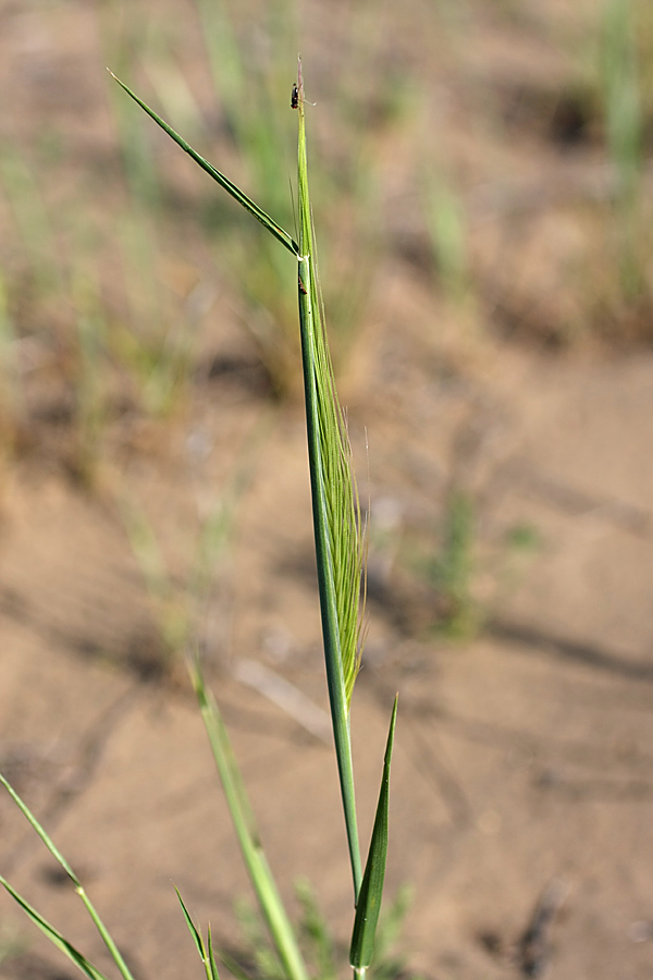 Image of genus Taeniatherum specimen.