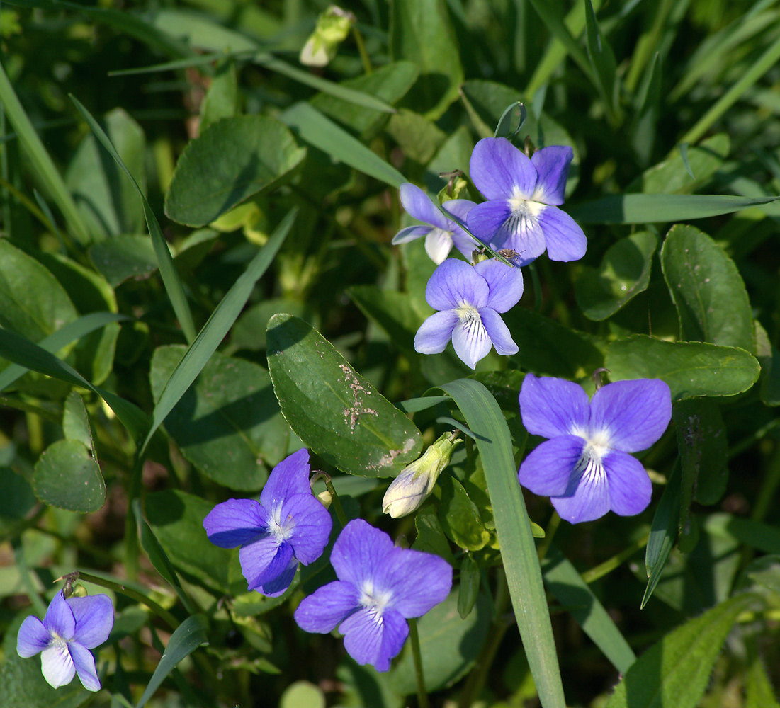 Image of Viola canina specimen.