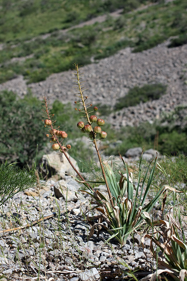 Image of Eremurus lactiflorus specimen.