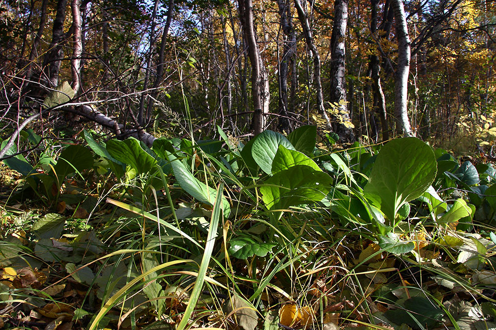 Image of Bergenia crassifolia specimen.