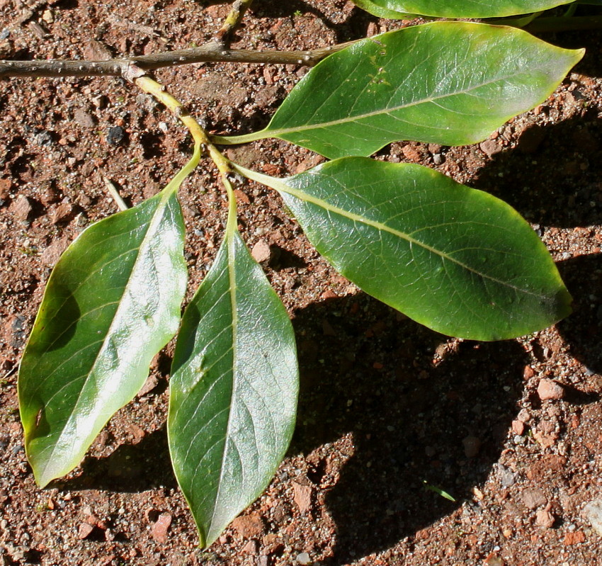 Image of Diospyros lotus specimen.