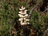 Dracophyllum persistentifolium. Верхушки вегетирующих и засохших побегов, соцветие. Австралия, о. Тасмания, национальный парк \"Крэдл Маунтин\". 26.02.2009.