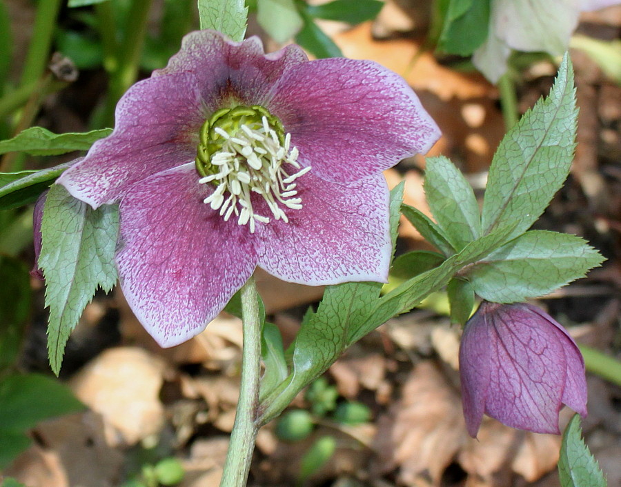 Image of Helleborus orientalis specimen.