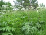 Heracleum dissectum