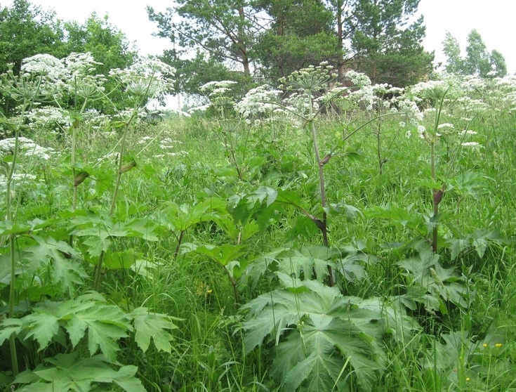 Image of Heracleum dissectum specimen.