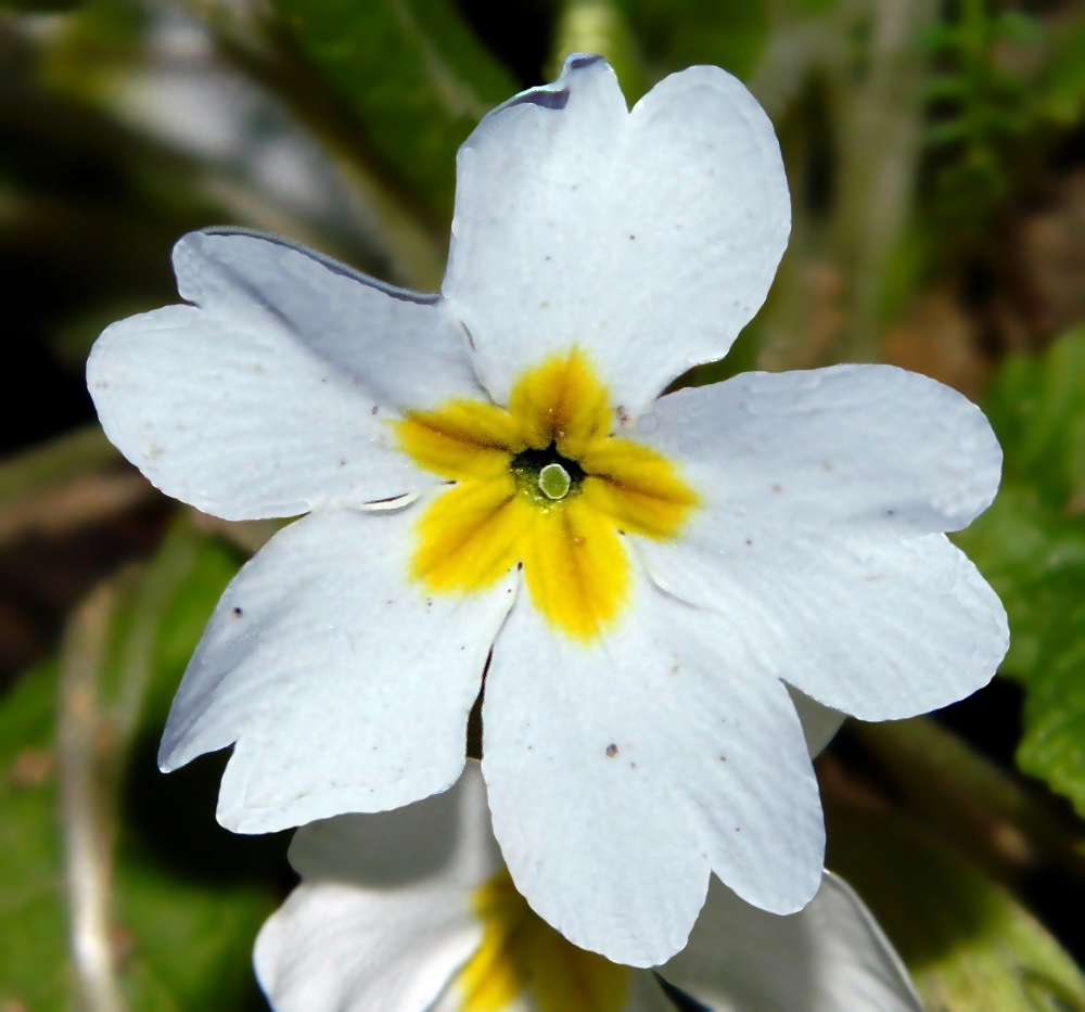 Изображение особи Primula vulgaris.