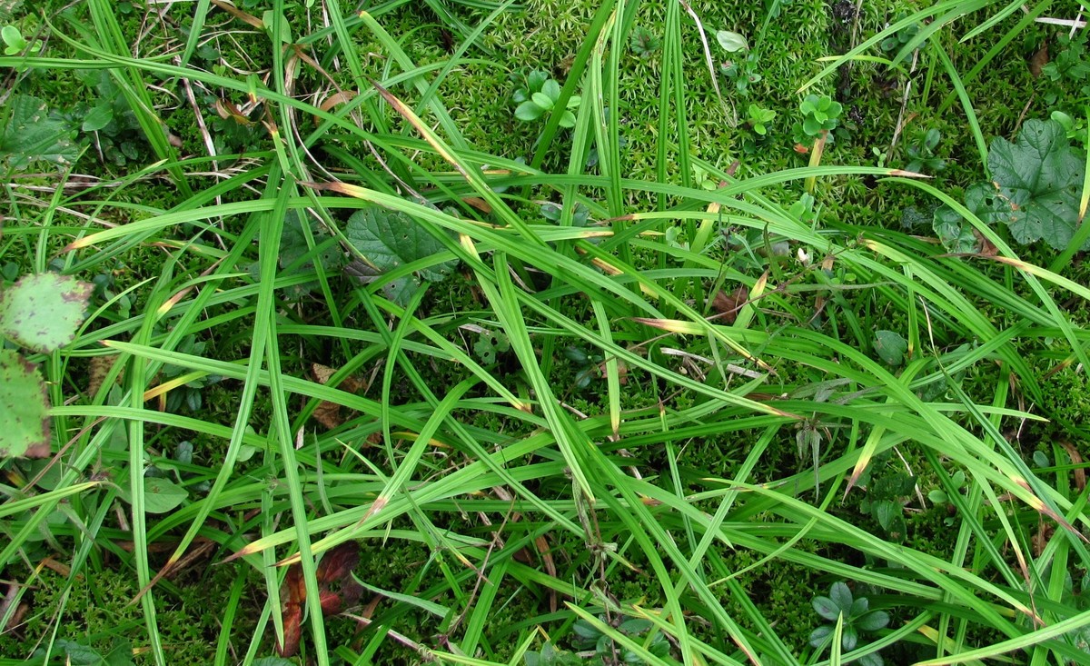 Image of Carex vaginata specimen.