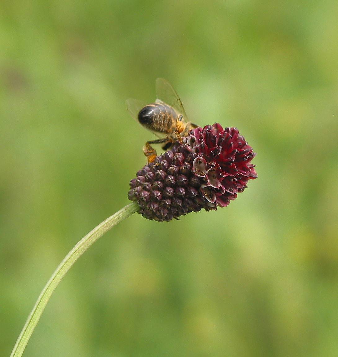 Image of Sanguisorba officinalis specimen.