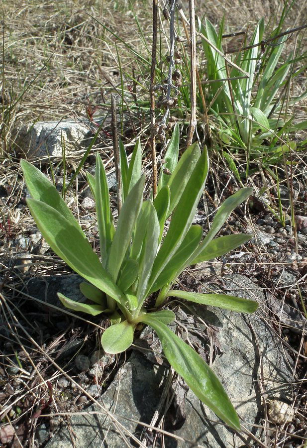 Изображение особи Omalotheca norvegica.