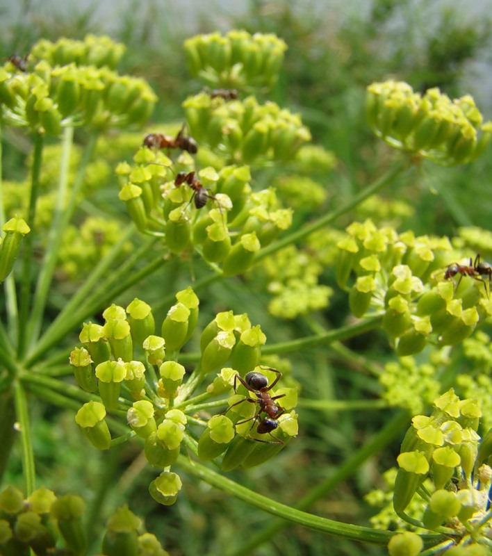 Изображение особи Heracleum sibiricum.