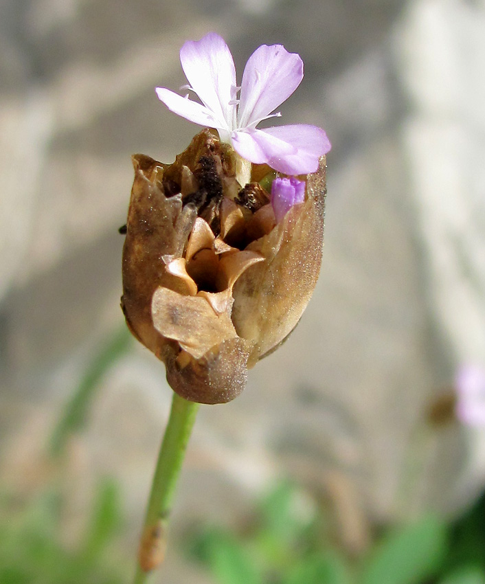 Image of Petrorhagia prolifera specimen.