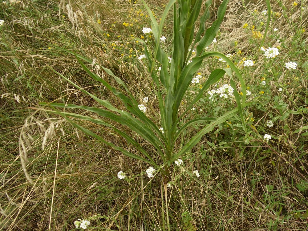 Image of Tragopogon dasyrhynchus specimen.