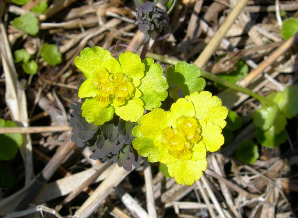 Image of Chrysosplenium sibiricum specimen.