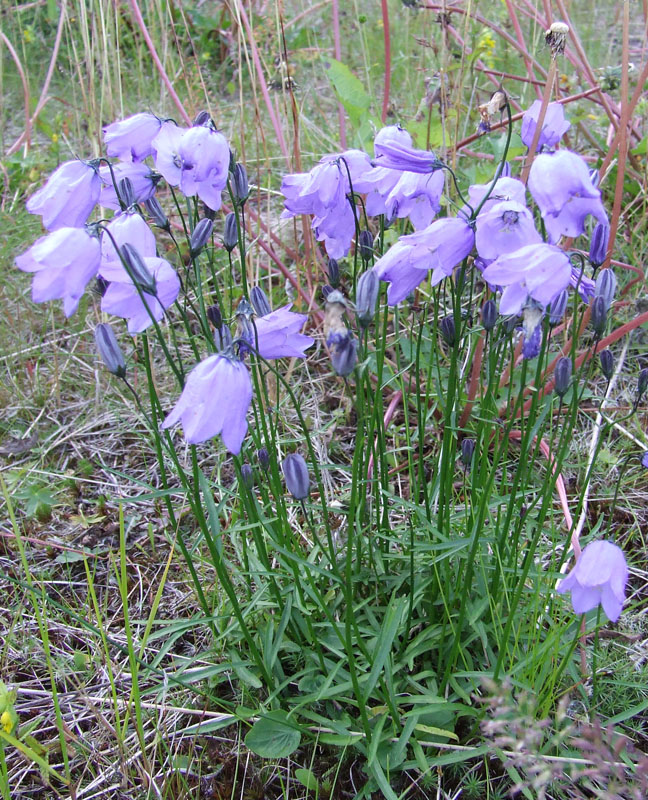 Image of Campanula rotundifolia specimen.