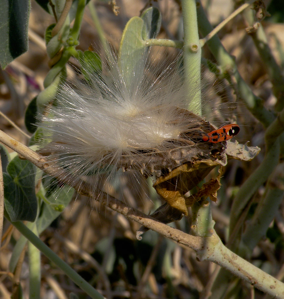 Image of Pergularia tomentosa specimen.