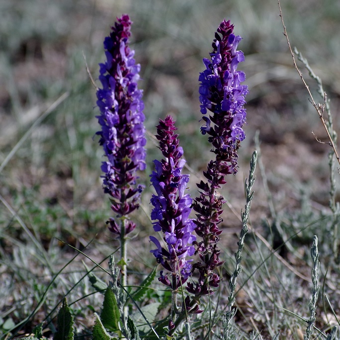 Изображение особи Salvia deserta.