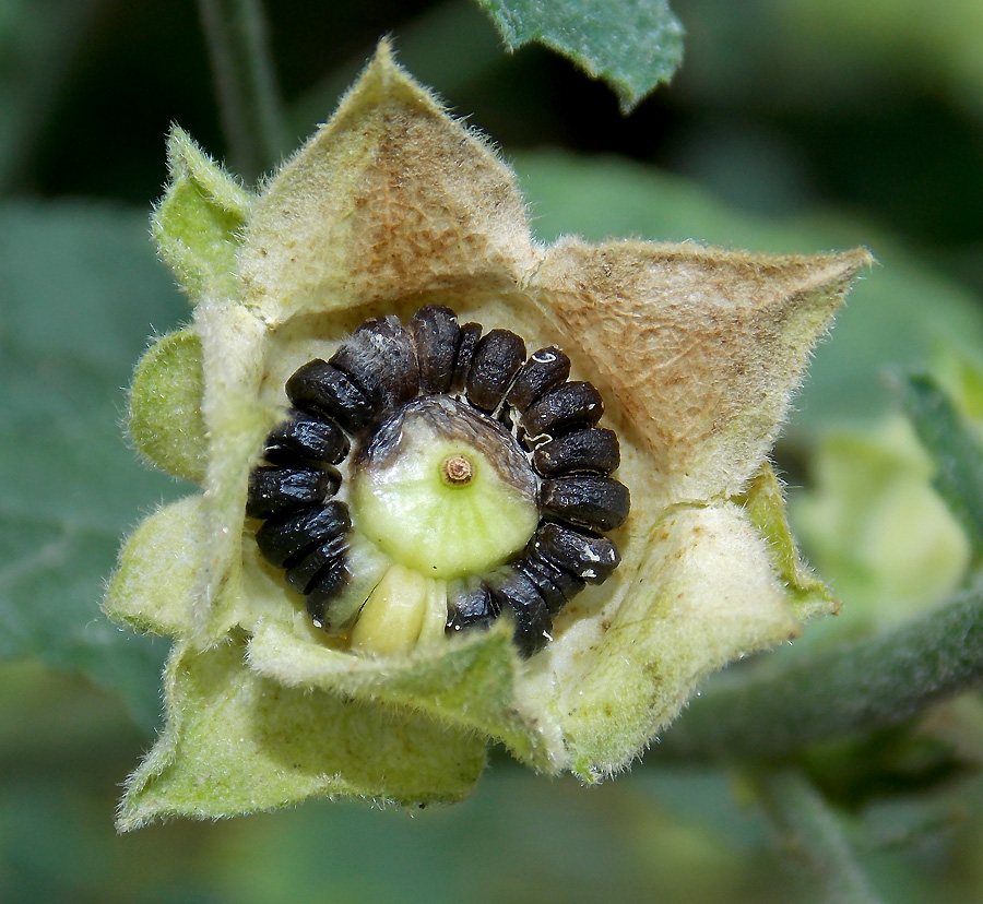 Image of Malva thuringiaca specimen.