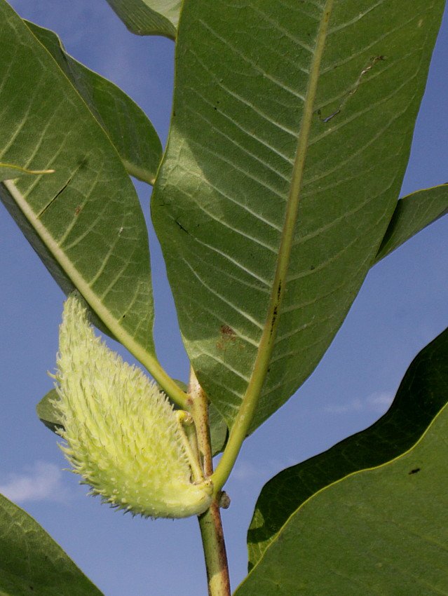 Изображение особи Asclepias syriaca.