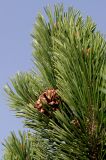 Pinus mugo