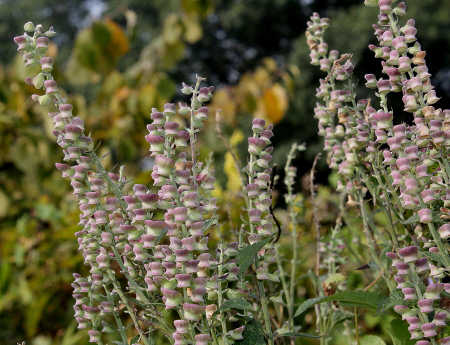 Изображение особи Scutellaria incana.